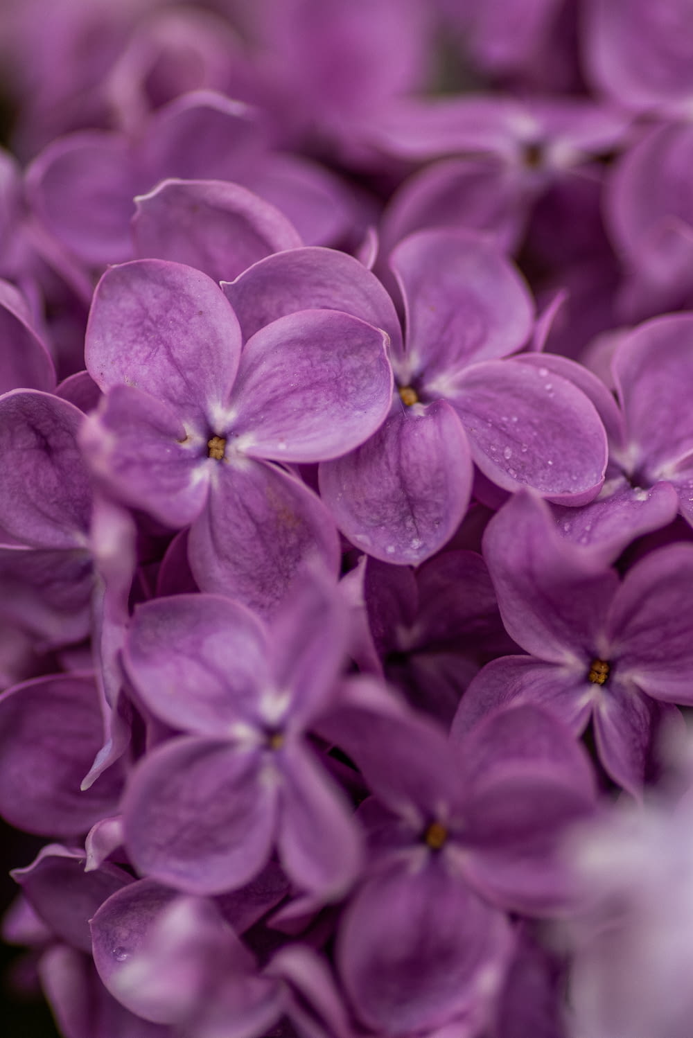 close-up photography of purple petaled flowers