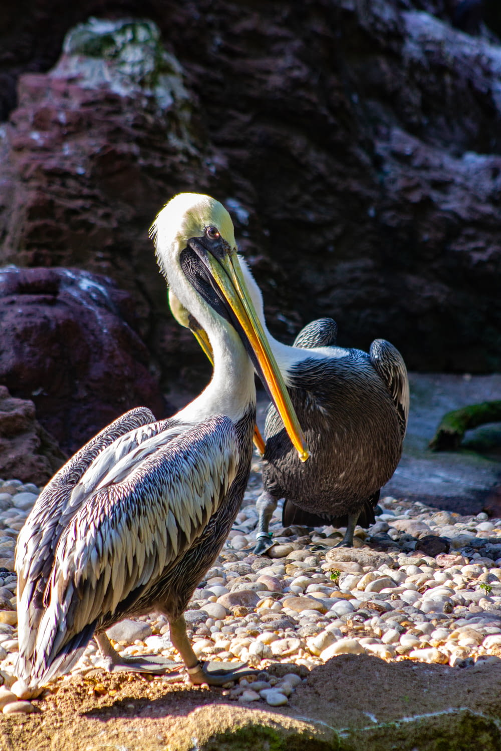 two white and black pelicans on white rocks
