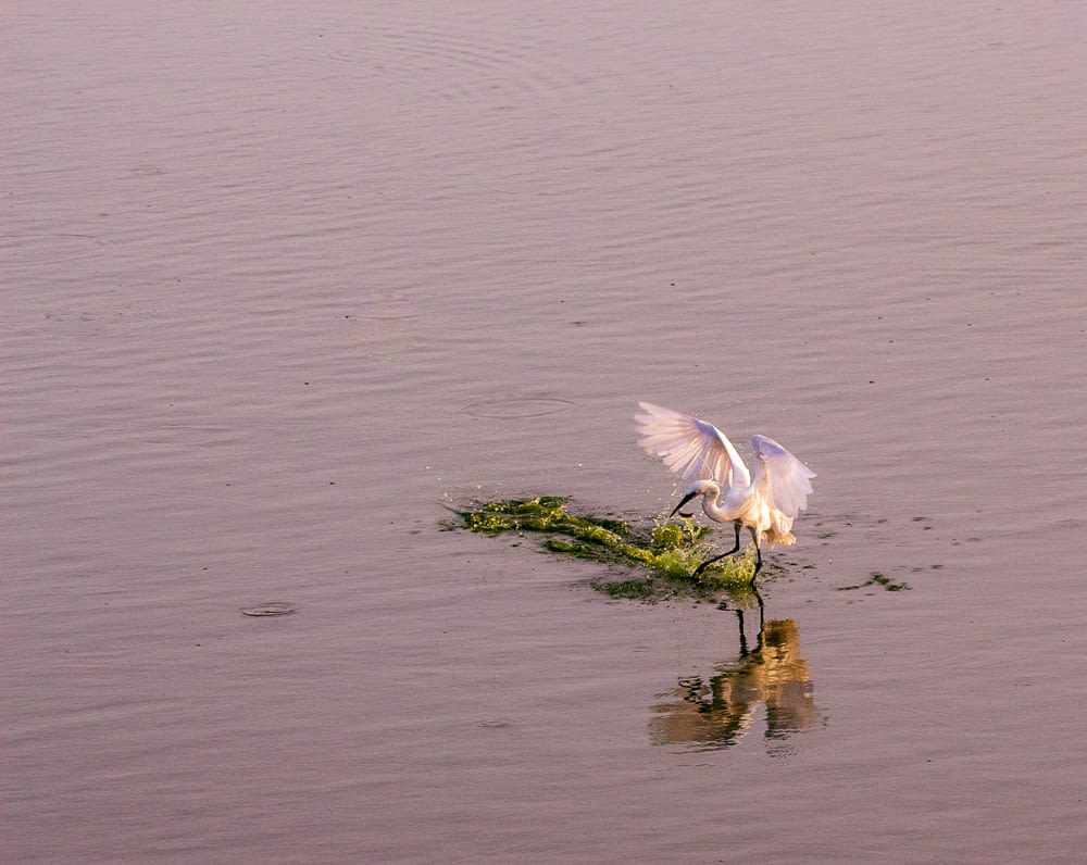 white bird at a lake