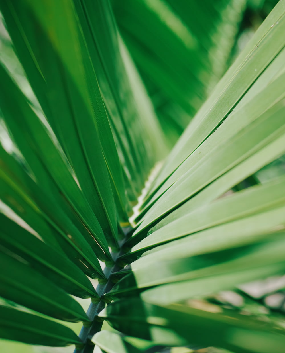selective focus photo of green coconut leaf
