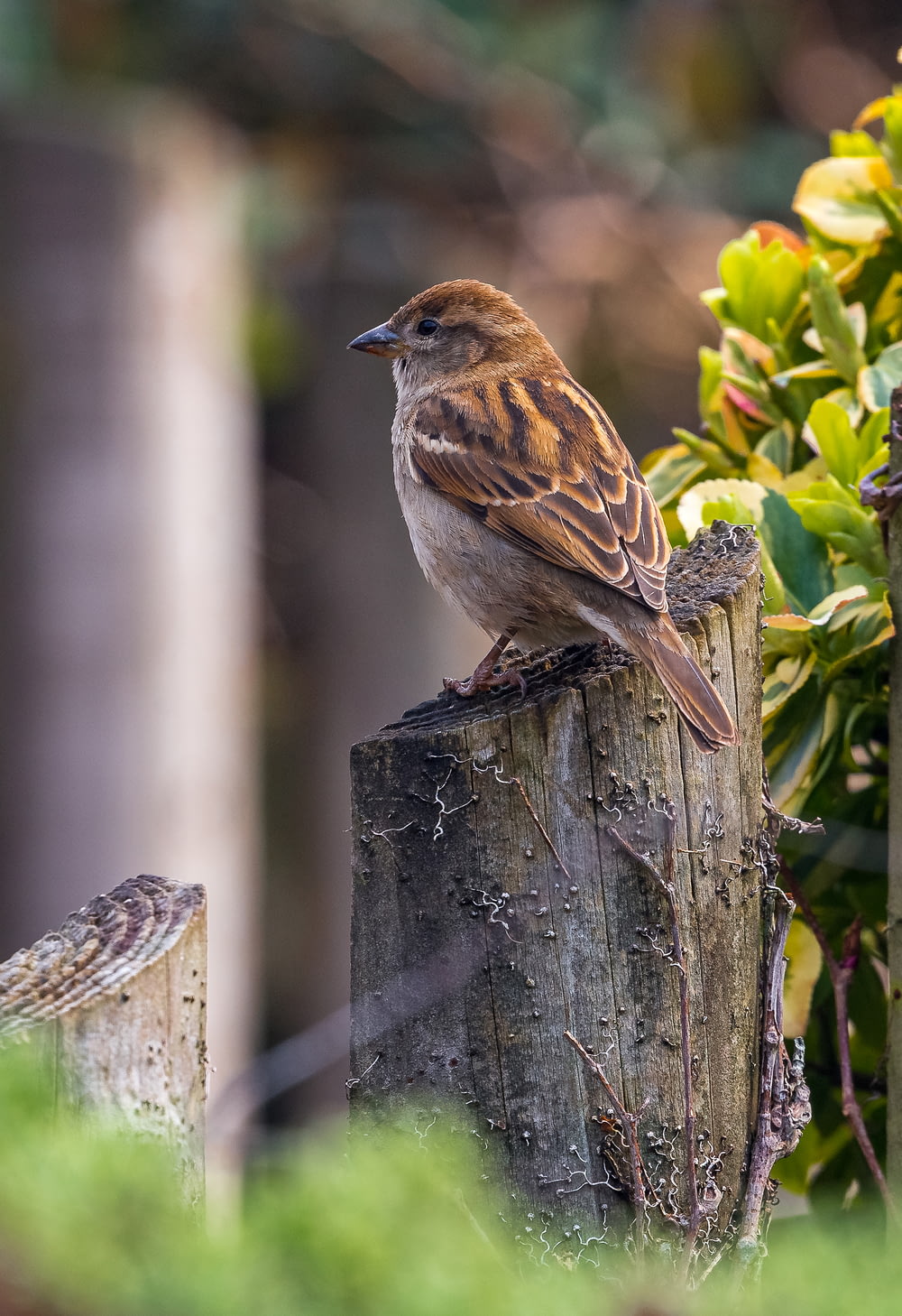 brown bird in a wood near a plant during daytime close-up photography