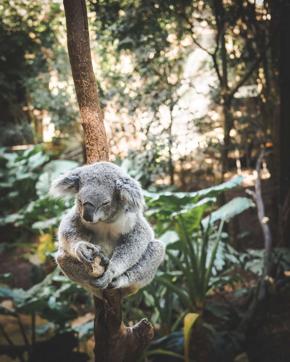 木の枝に座るコアラ