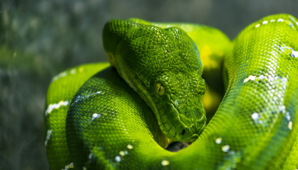 녹색 뱀의 얕은 초점 사진
