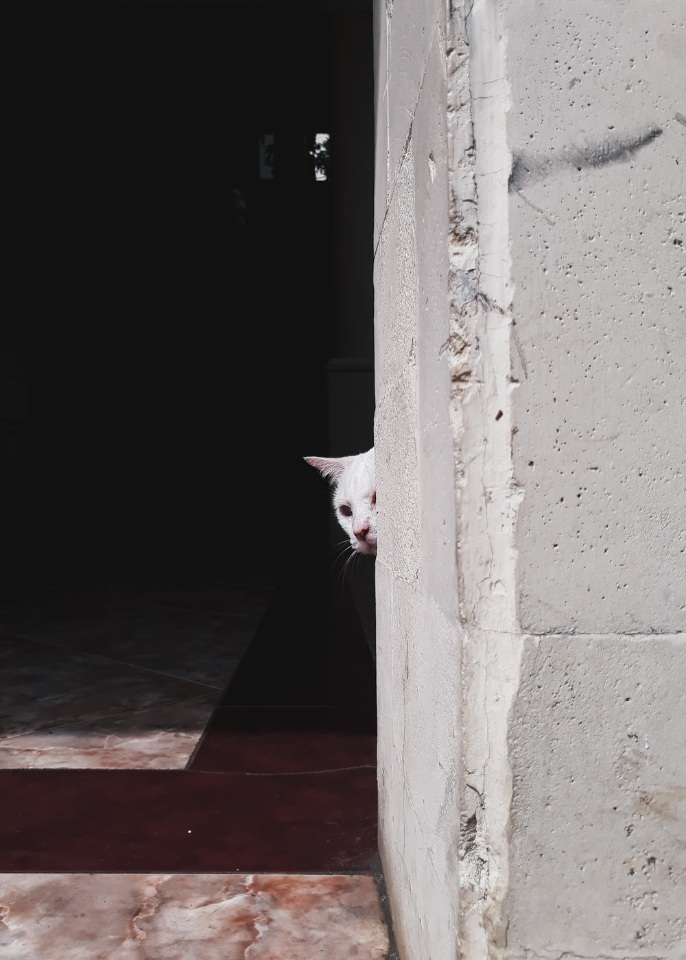 gato blanco al lado de la pared