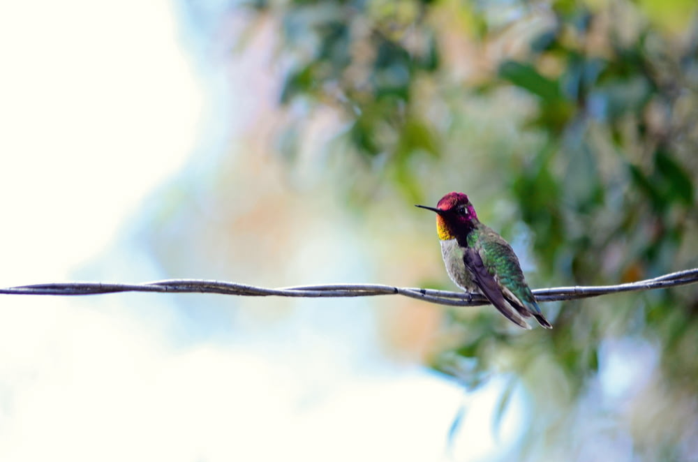 black, red, and green bird on wire