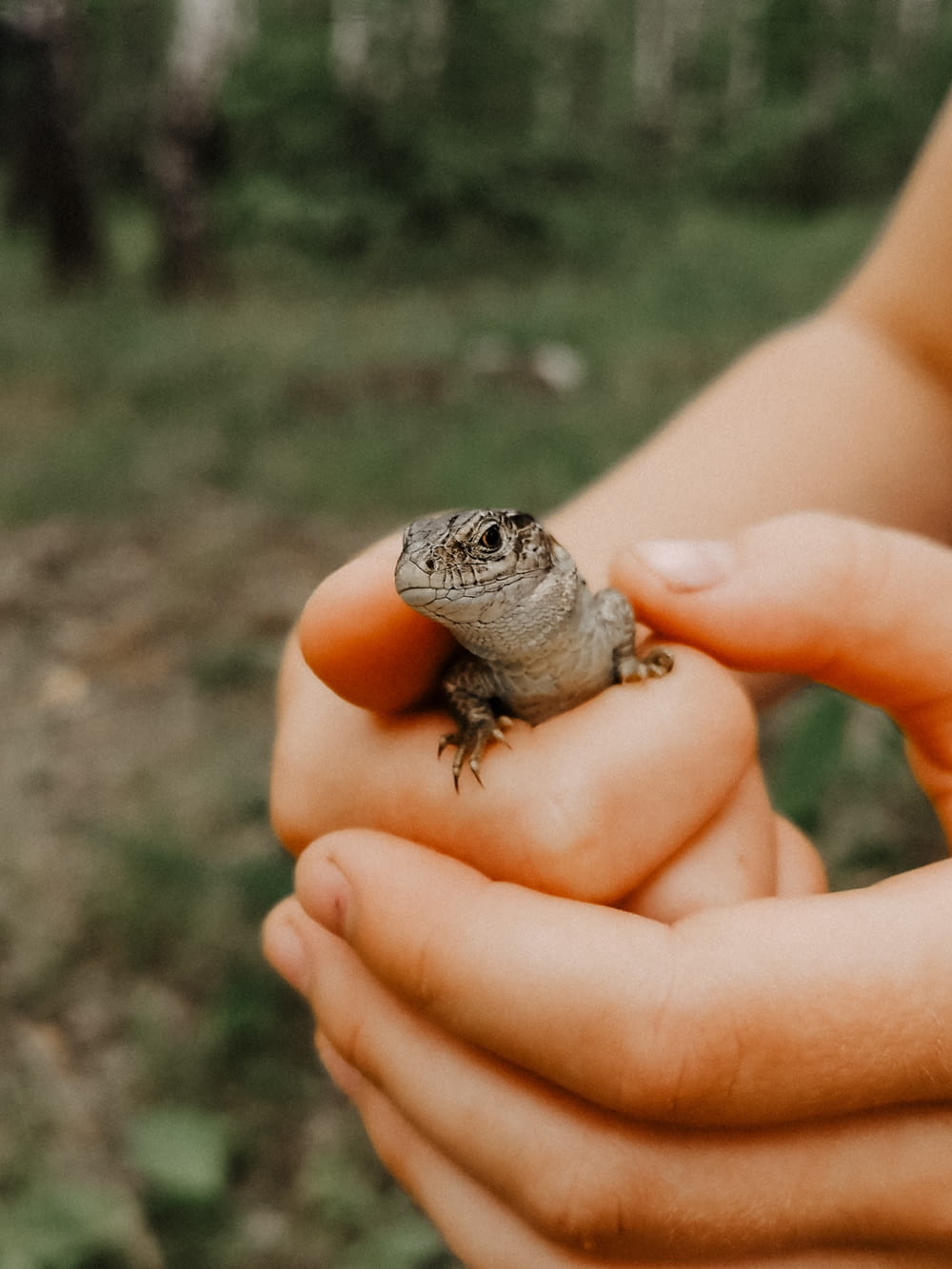 person holding gray lizard