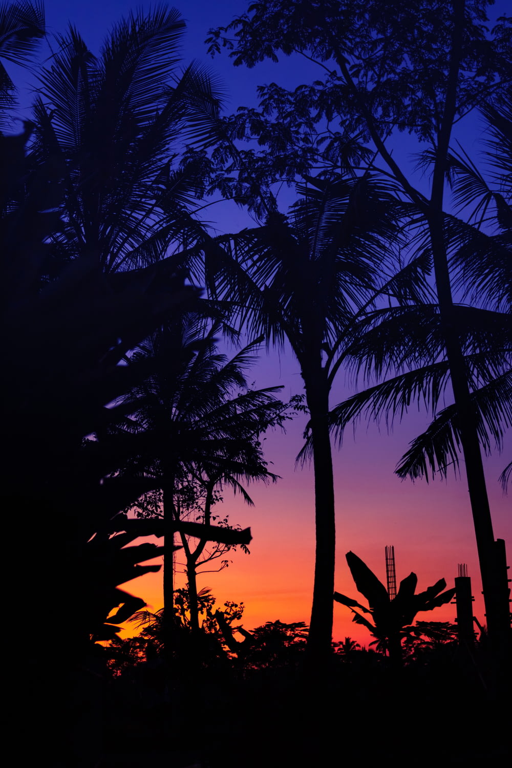 silhouette of palm trees during golden hour