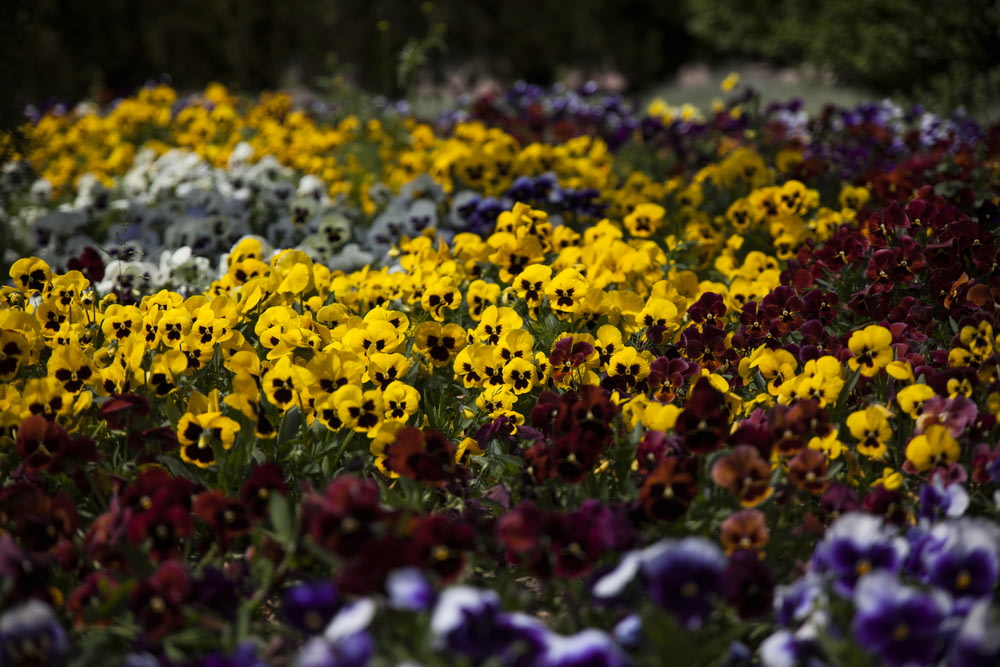 yellow and red petaled flower field