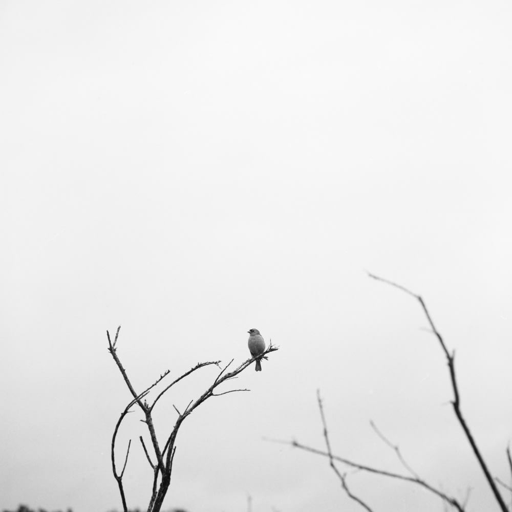 gray bird on tree