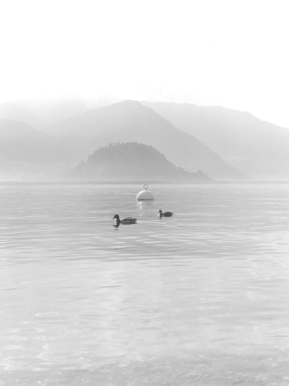 two ducks on body of water