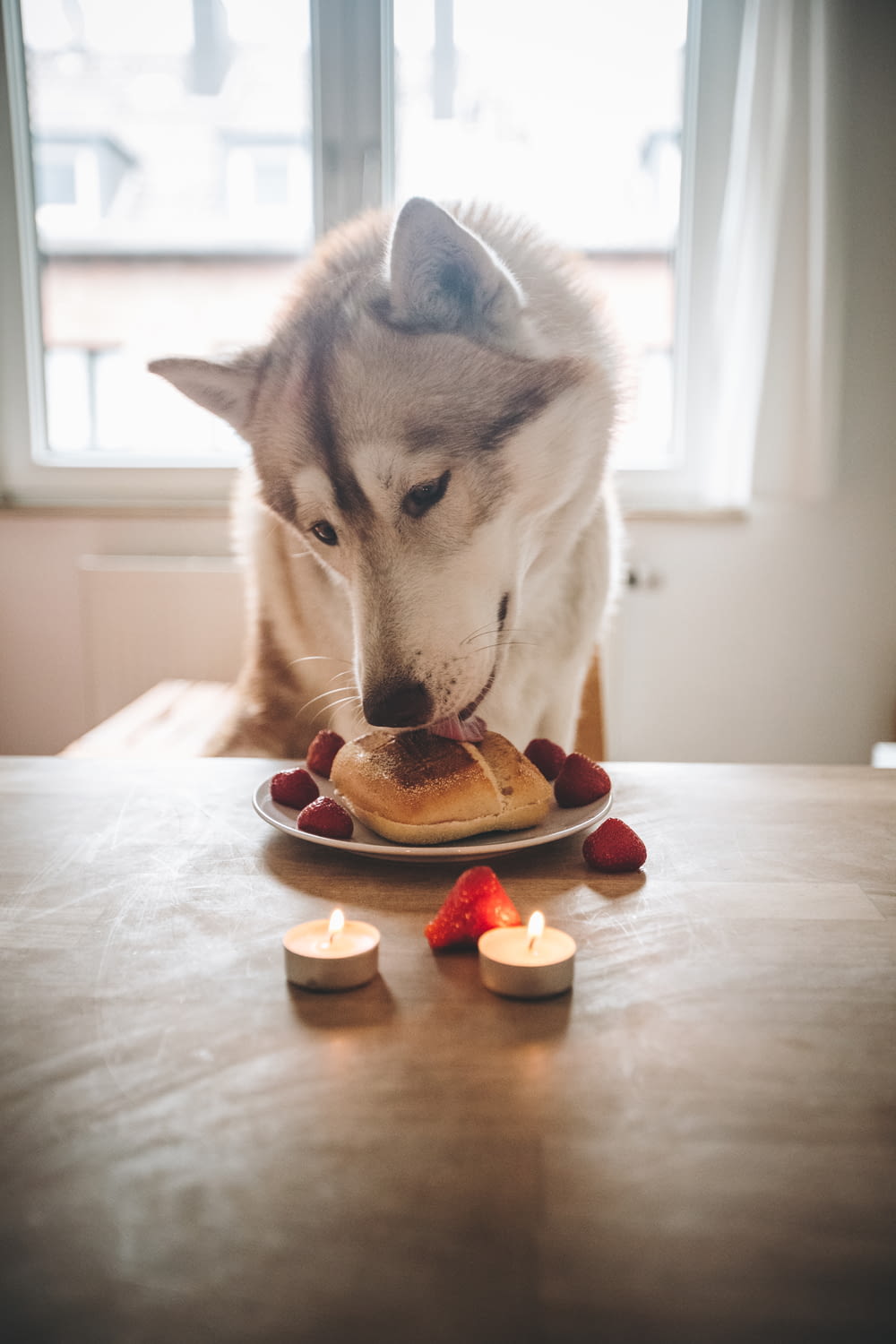 white and grey Siberian husky eating pancake