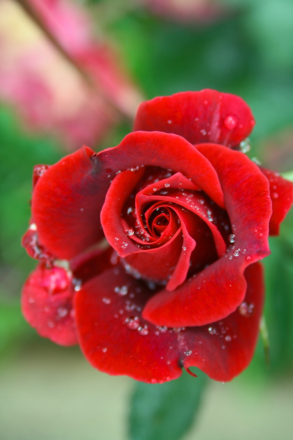 rote Rose