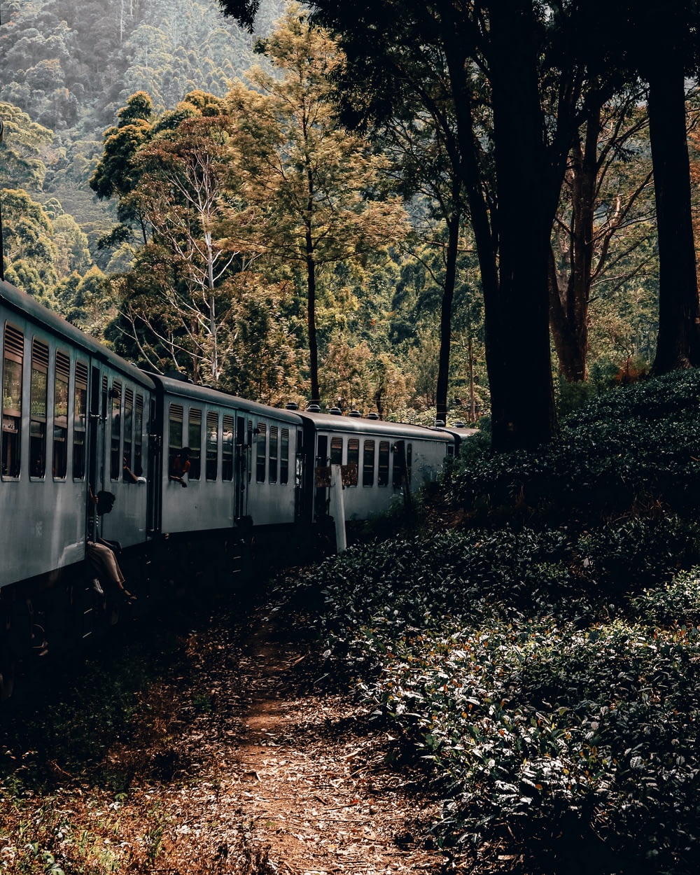 white train in forest