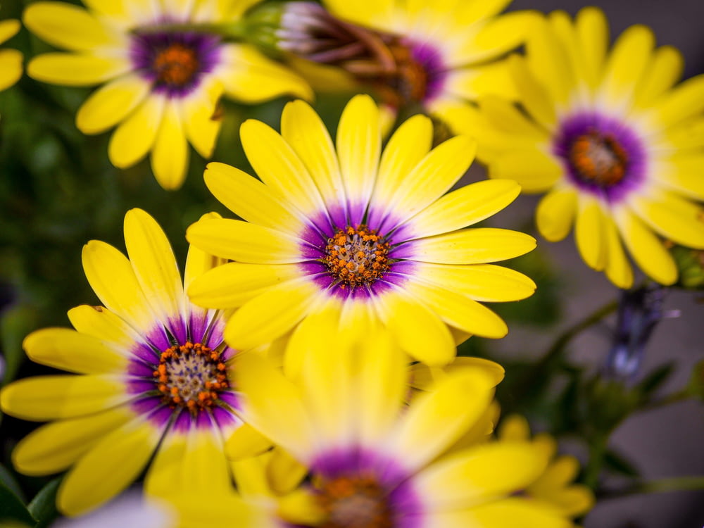 fotografia close up de flores de pétalas amarelas