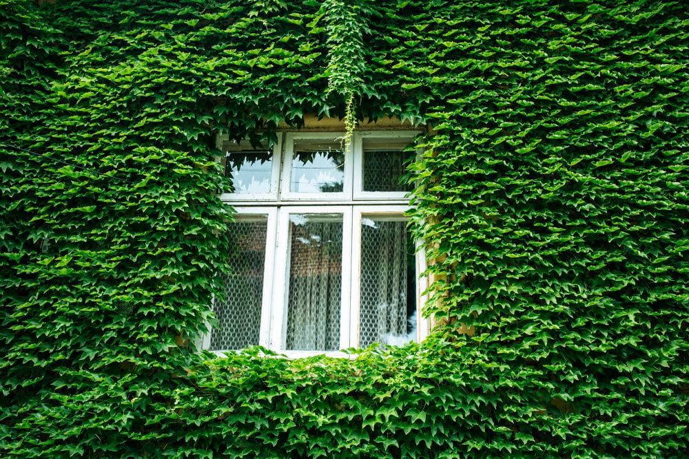 닫힌 창문과 녹색 잎으로 덮인 벽