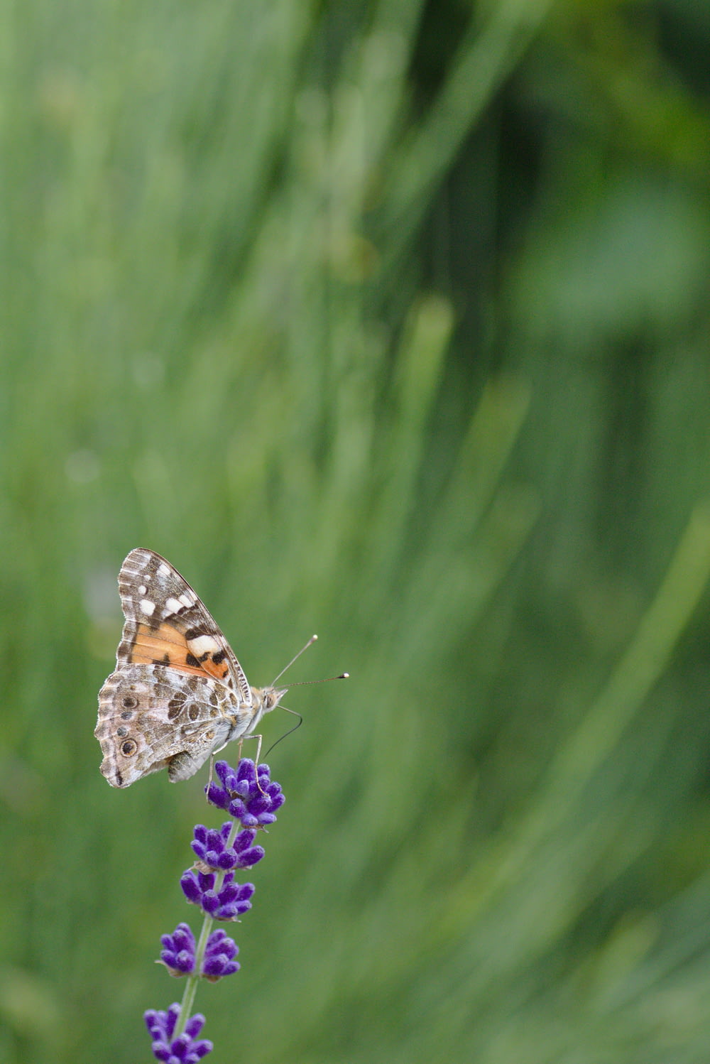 selective focus photography of orange and brown butterfly on purple petaled flower