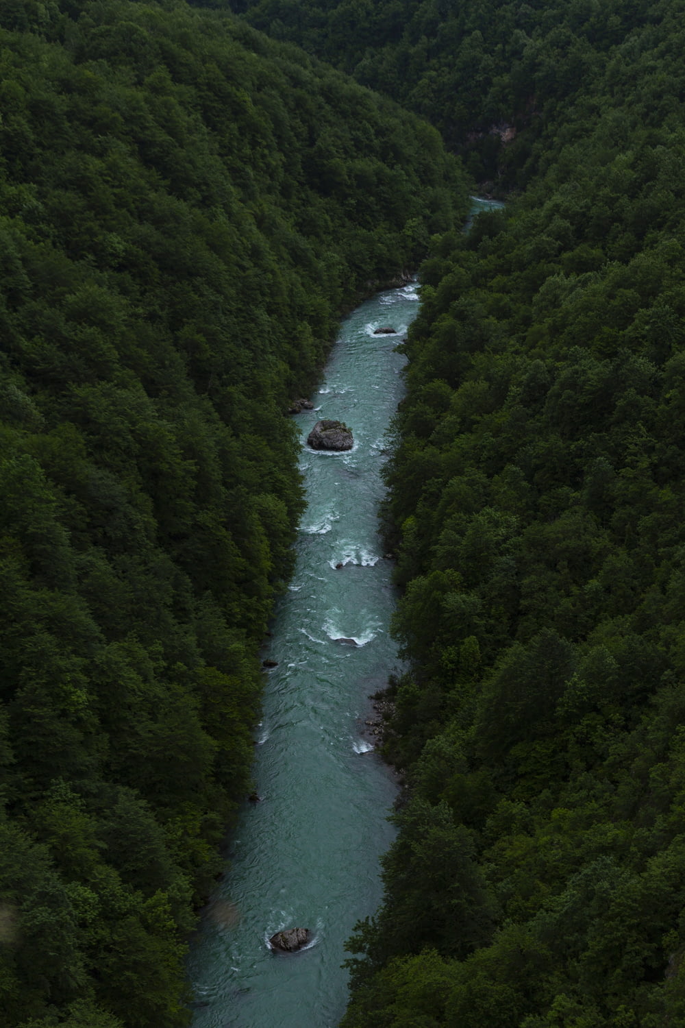 aerial photo of river surrounded by trees