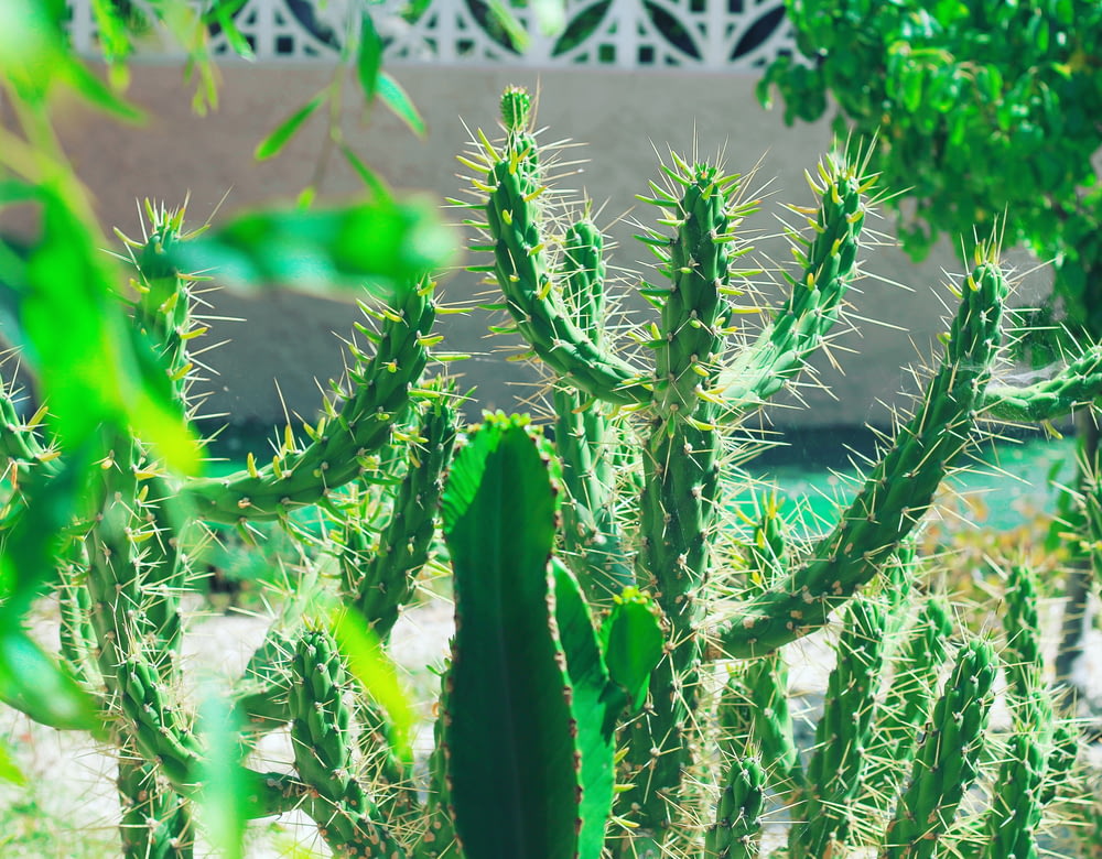 Fotografía de enfoque selectivo de cactus verde