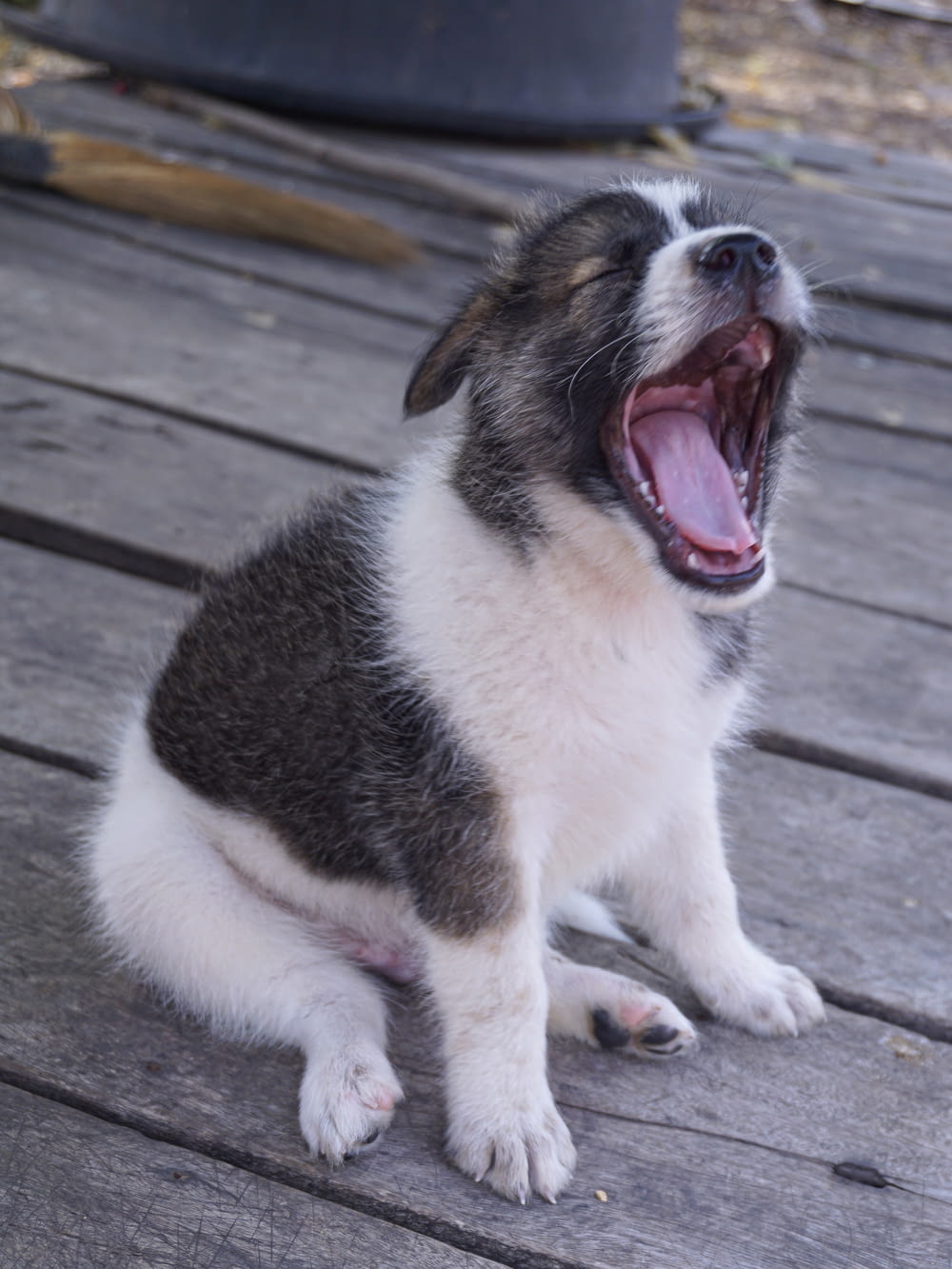 open mouth puppy
