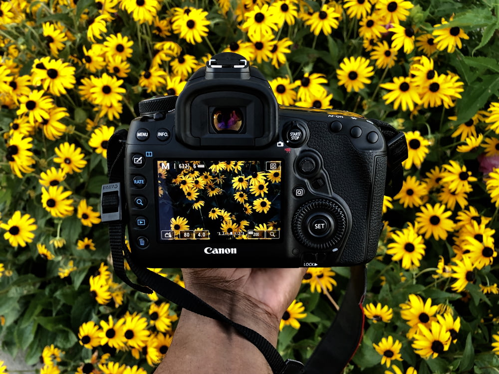 persona che tiene la fotocamera Canon che scatta foto di fiori dai petali gialli