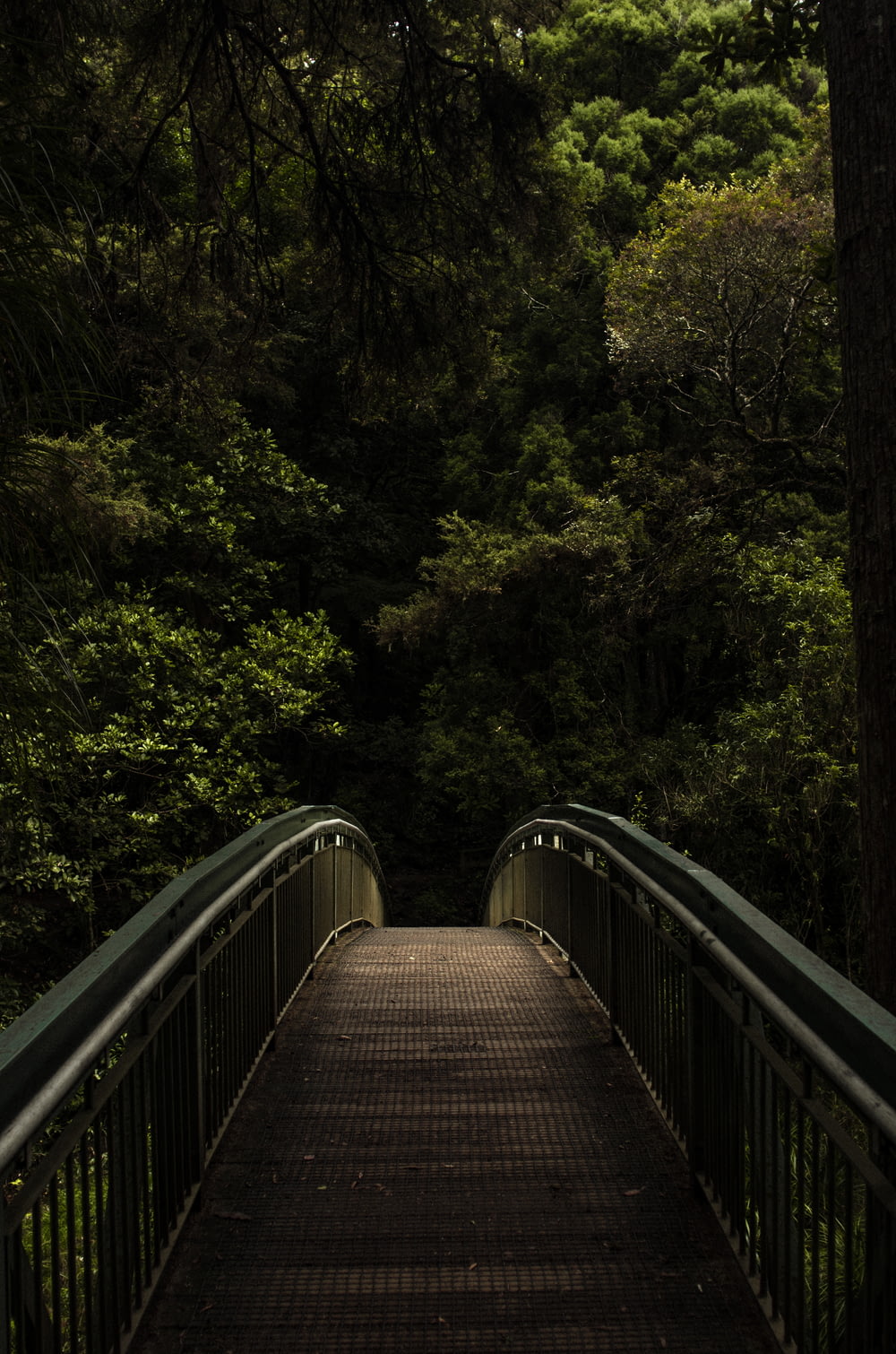 森の中の茶色と灰色の歩道橋