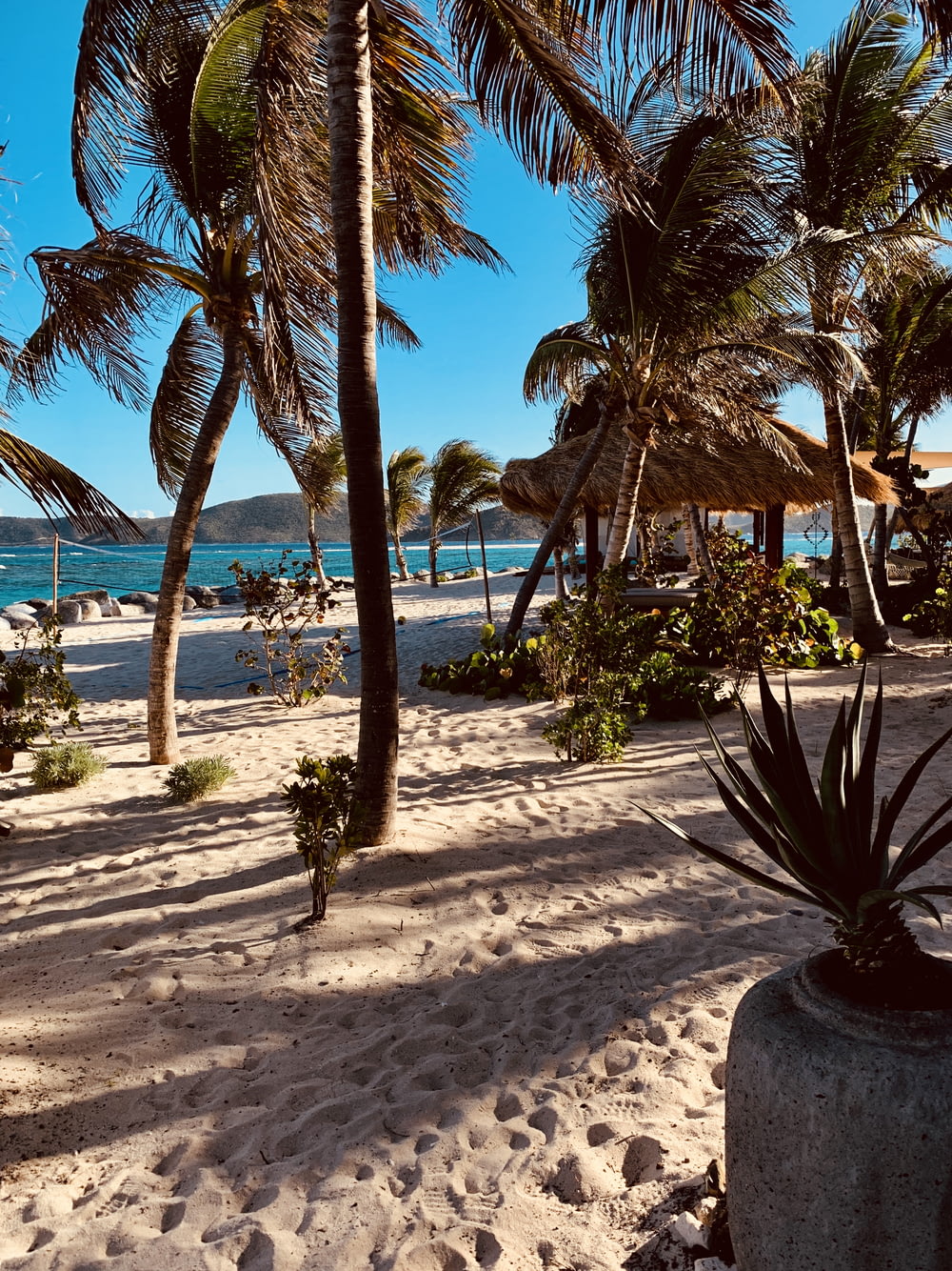 coconut trees on seashore