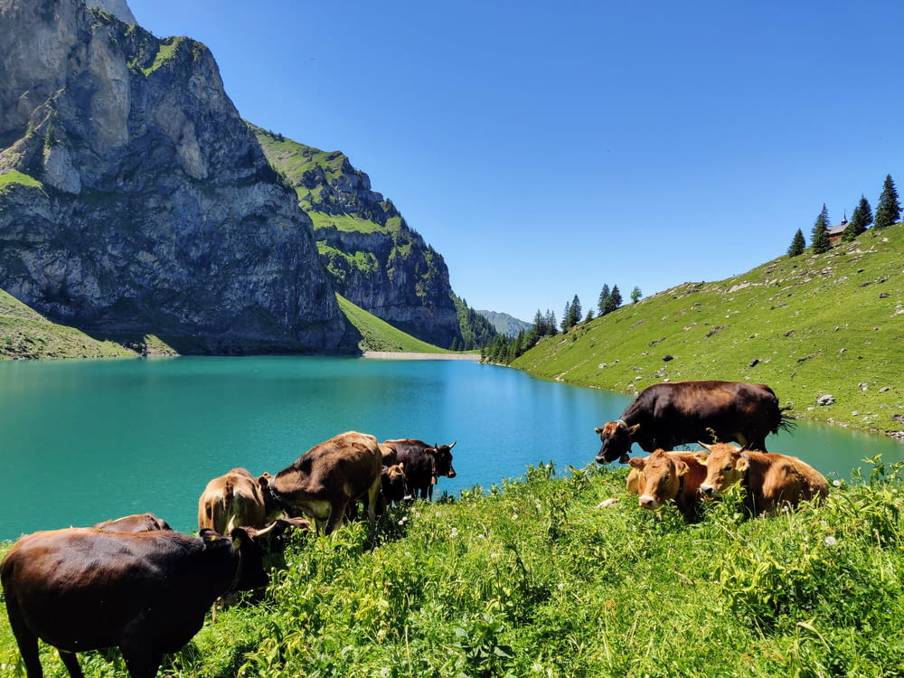 herd of cattle near the lake