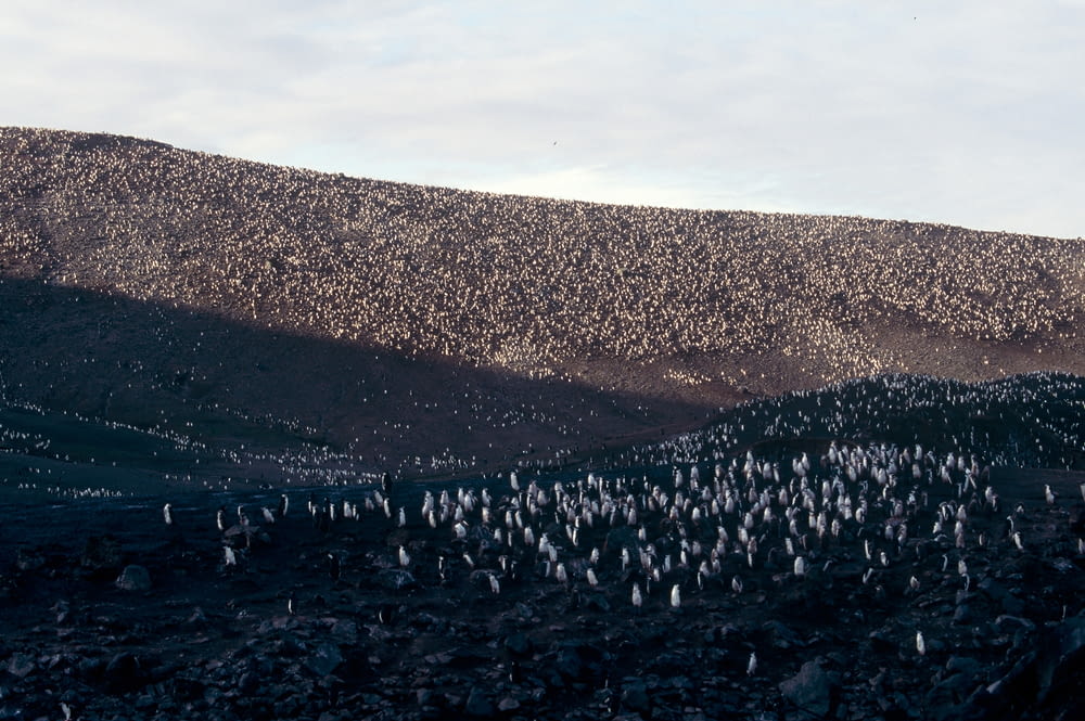 Colony of chinstrap penguins