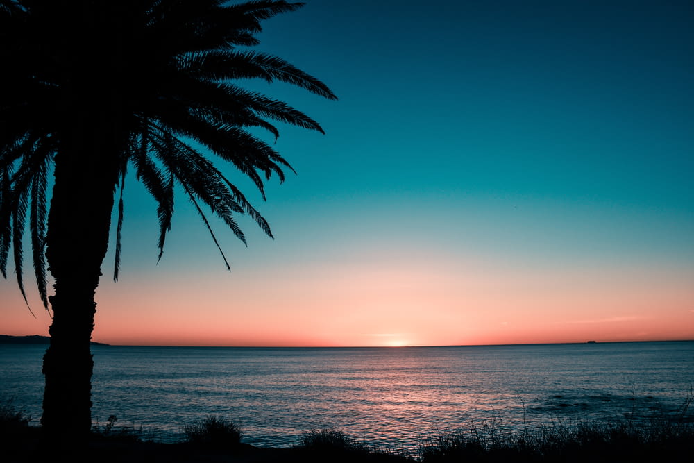 日の出の海岸に浮かぶ木のシルエット