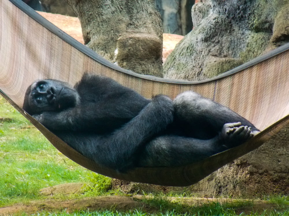 chimpanzee in brown hammock