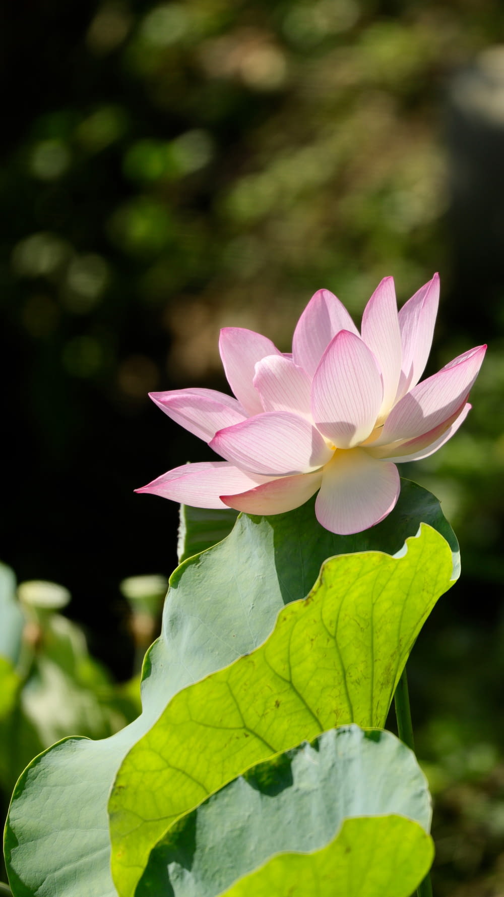 pink lotus flower blooming