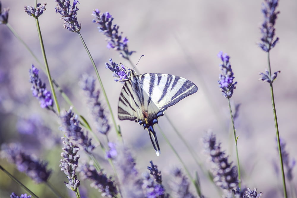 white and black butterfly on purple lavender