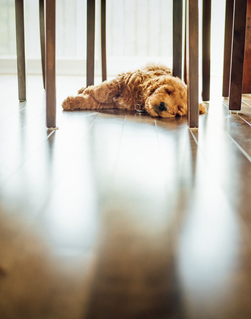 brown long-coat dog lying on floor inside well lit room