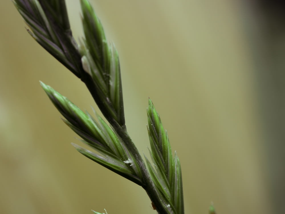 green grain plant stalk