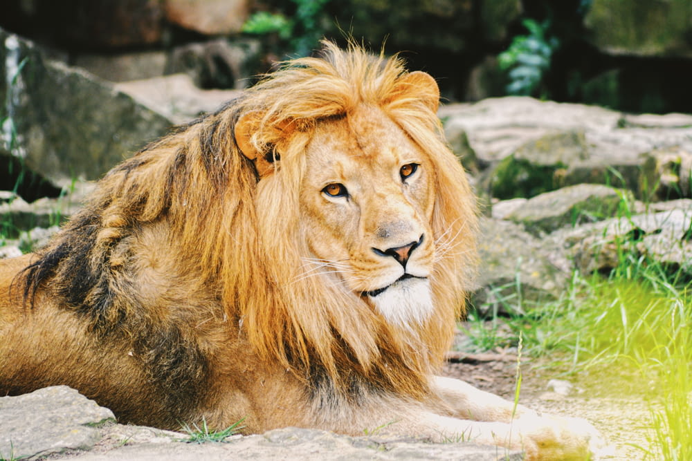 adult lion lying on ground