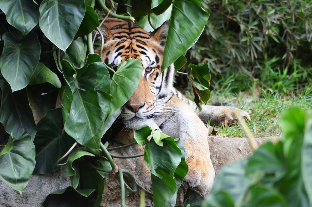 adult tiger hiding behind leaves