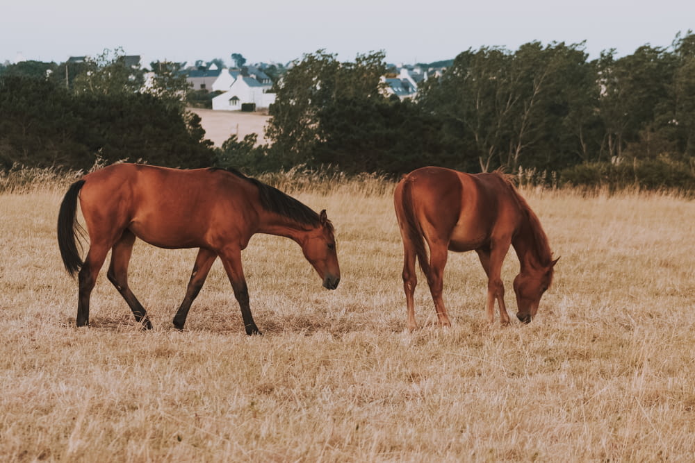 two brown horses grazing on dry grass in a field