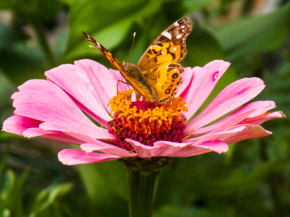 yellow butterfly perching on pink petaled flowr