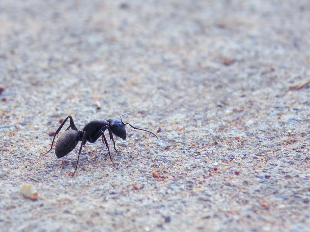 hormiga negra