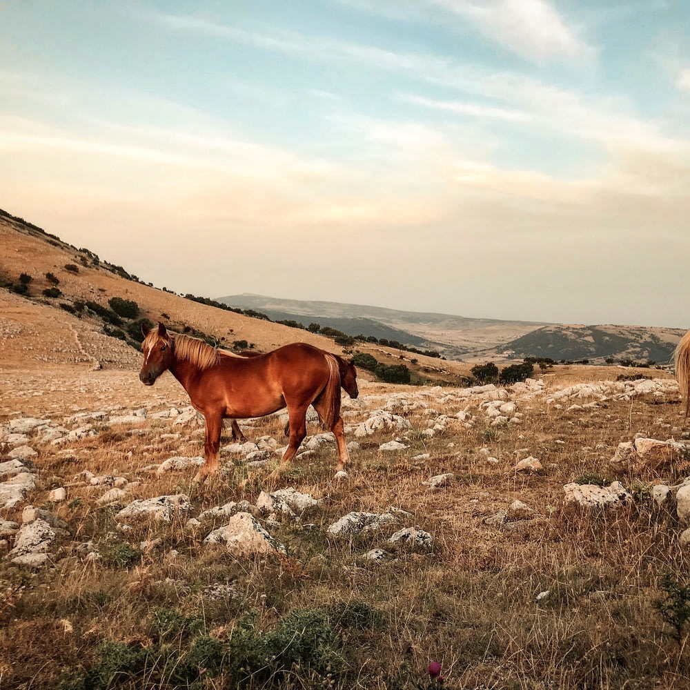 caballo marrón en la montaña de observación de campo verde bajo el cielo blanco y azul durante el día
