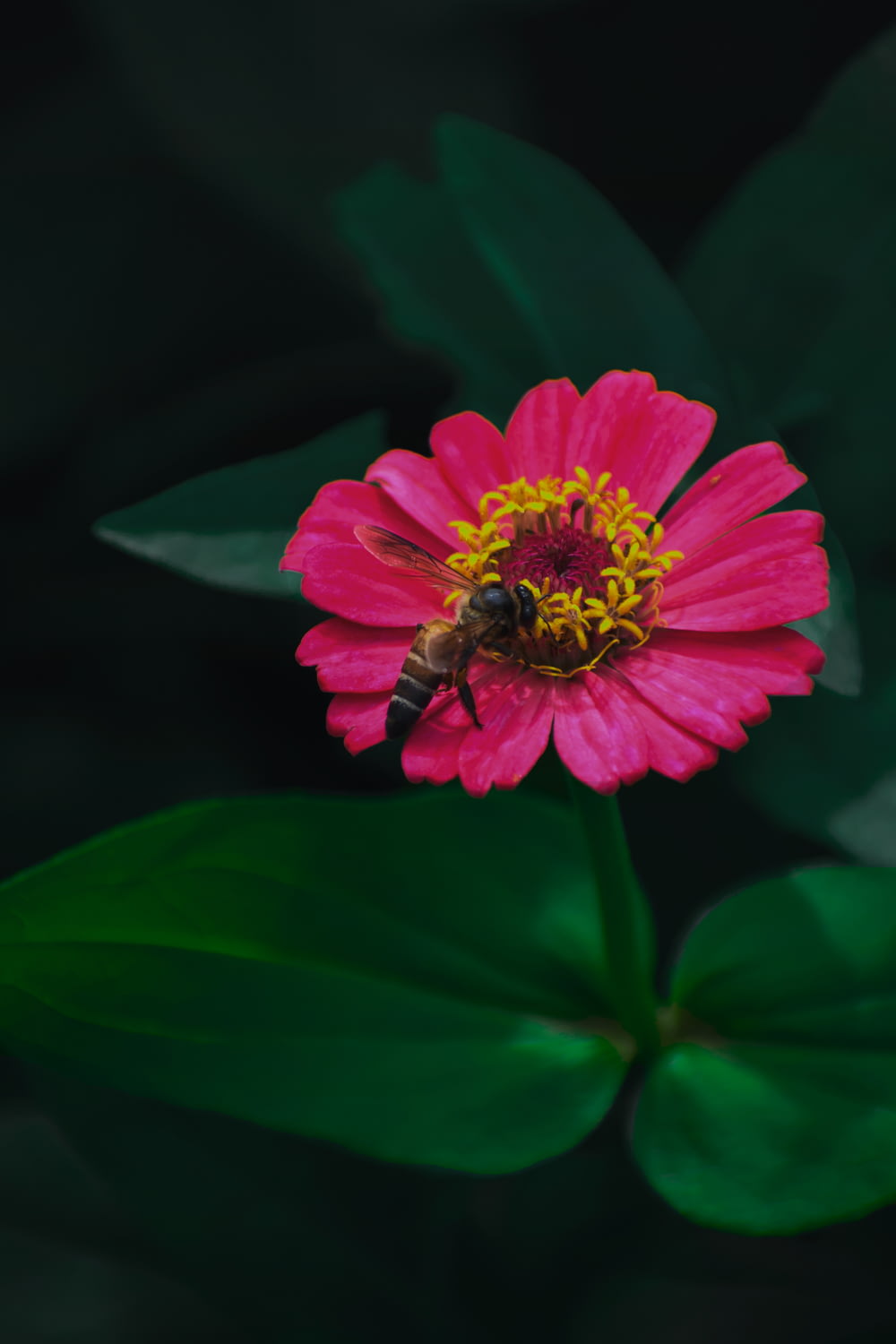 closeup photo of bee perching on pink flower
