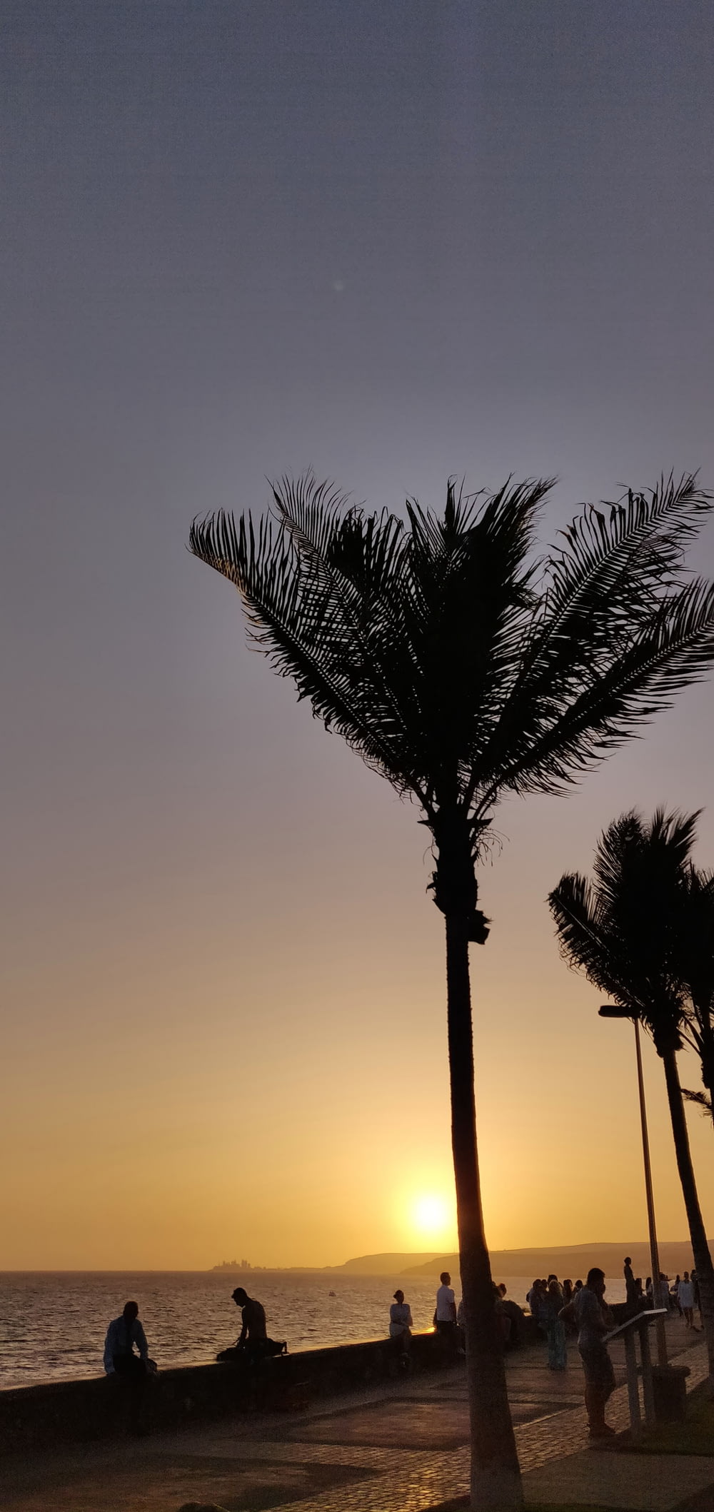 silhouette photo of lined palm trees near sitting people at golden hour