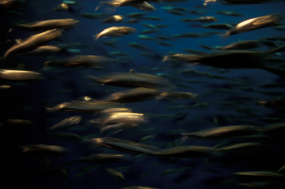 foto subaquática do cardume de peixes
