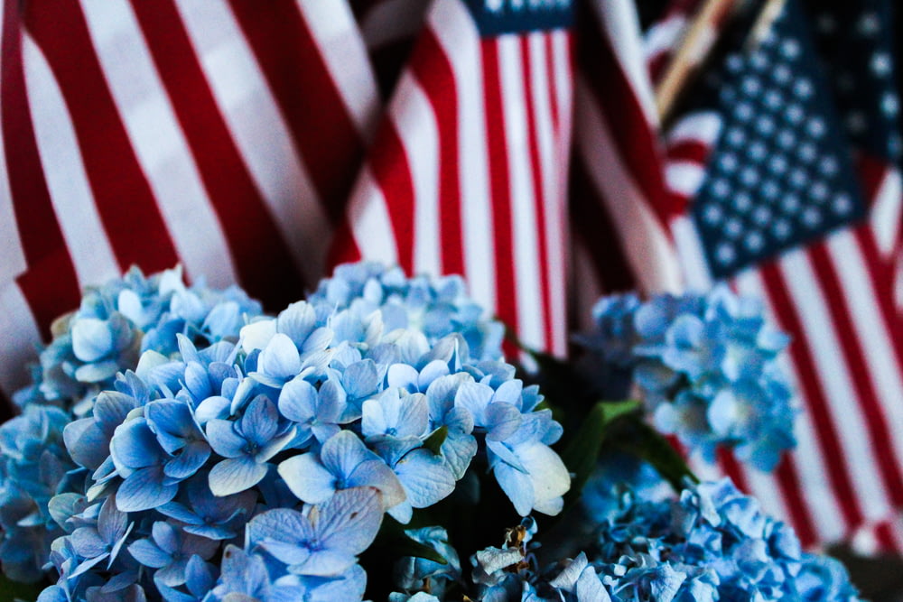a bunch of blue flowers in front of american flags