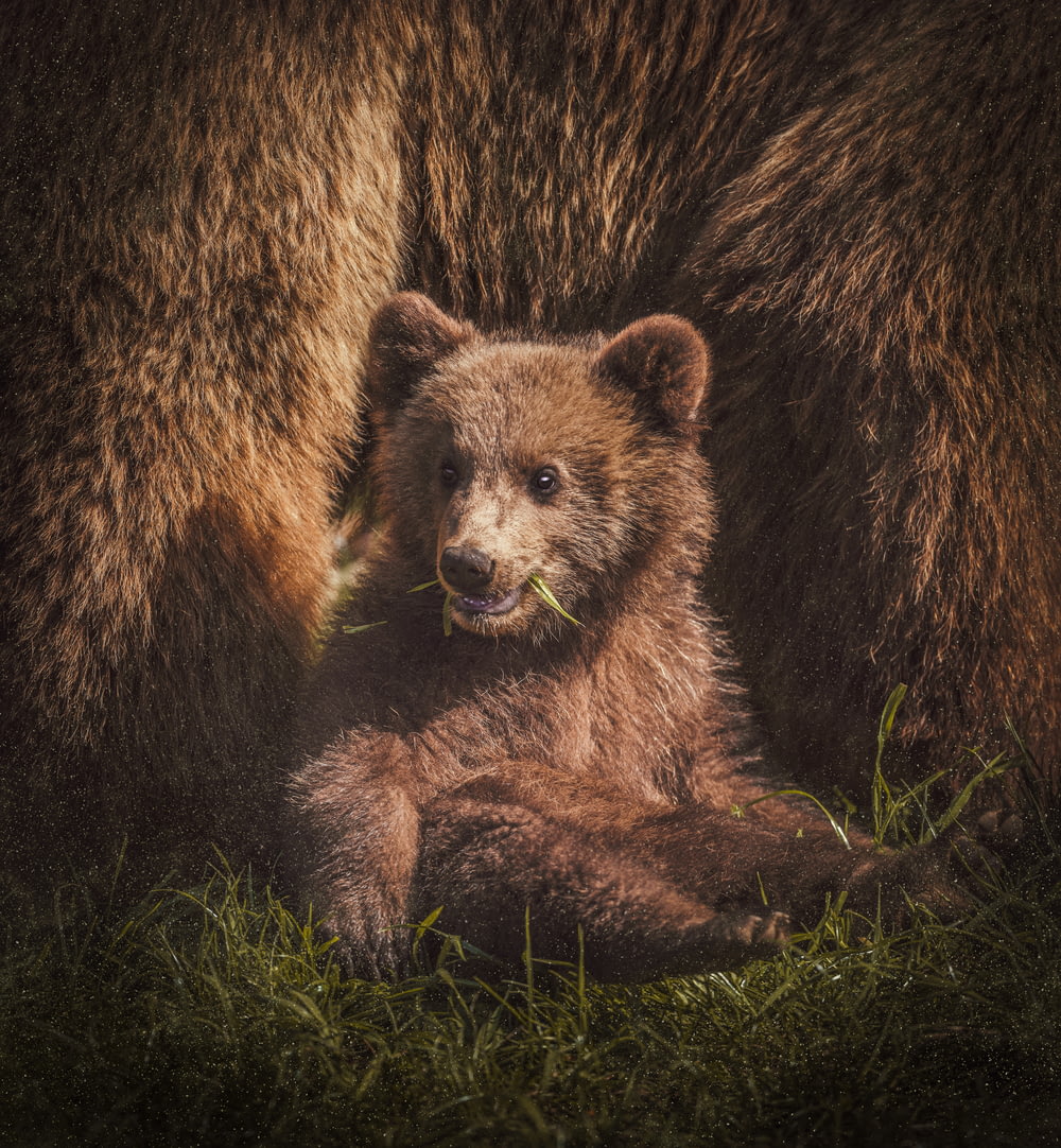 brown bear on focus photography