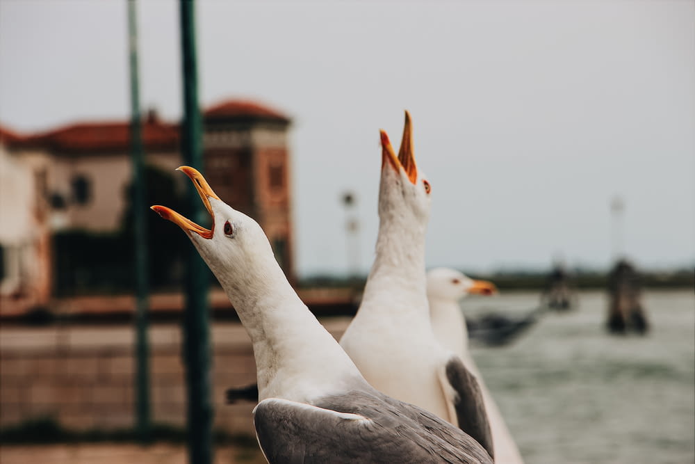 seagulls near body of water