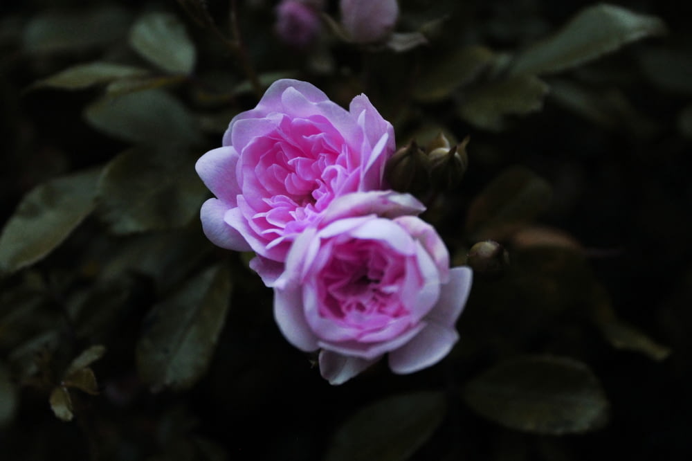 fotografia em closeup da flor de pétalas brancas