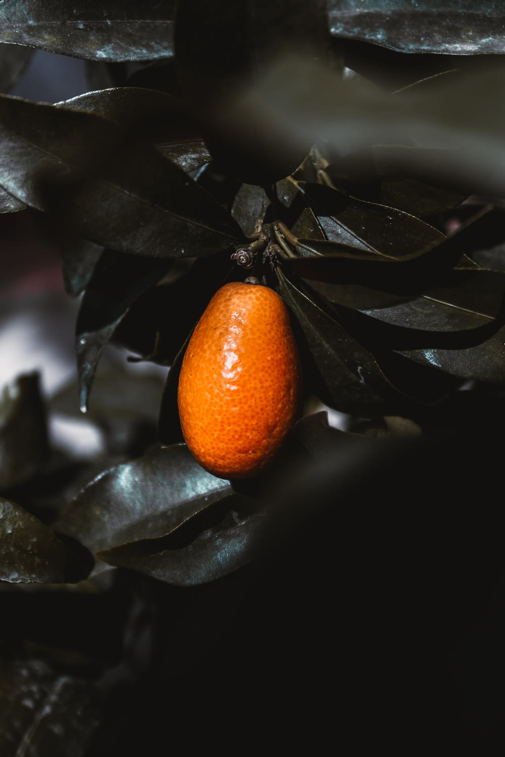 orange kumquat fruit