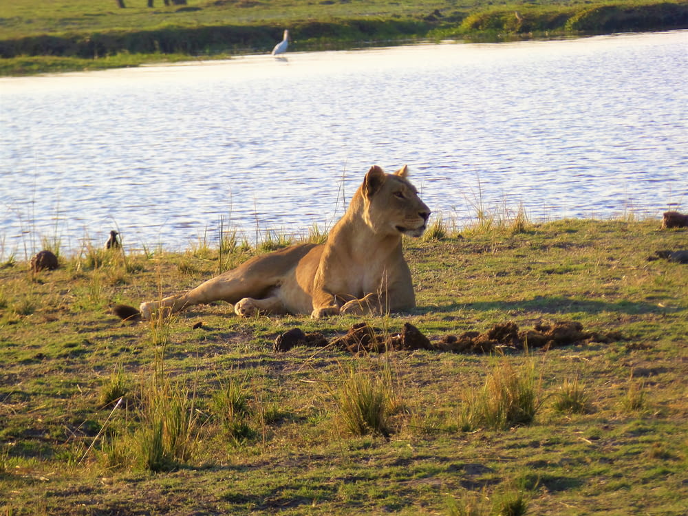 brown lioness near body of water