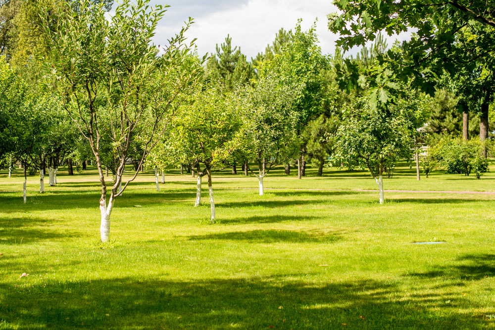a grassy field with many trees in it